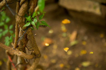Closeup nature view of green leaf on blurred greenery background in garden with copy space using as background natural green plants landscape