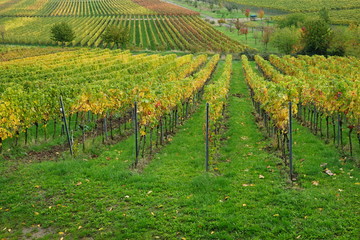 Fototapeta na wymiar Weinberg der Südlichen Weinstrasse im Herbst