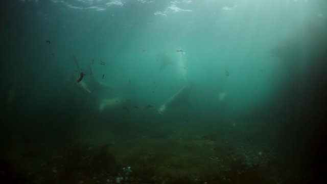 Pinniped animals seals underwater of Sea of Okhotsk. Family of northern sea lion marine mammal animal underwater in muddy cold water wild nature.