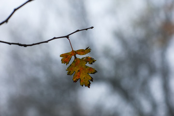Allphotokz Medeu 20071021 9354 1DM3
