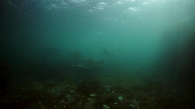 Pinniped animals seals underwater of Sea of Okhotsk. Family of northern sea lion marine mammal animal underwater in muddy cold water wild nature.