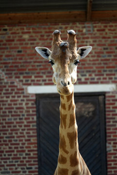 tête et long cou d'une girafe