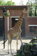 Girafe dans son enclos