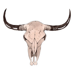 Skull of cow animal isolated. Watercolor background illustration set. Isolated skull illustration element.