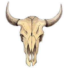 Skull of cow animal isolated. Watercolor background illustration set. Isolated skull illustration element. - 297147729