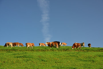 Fototapeta premium A herd of brown and spotted cattle stands on a green rolling hill in the sunlight on the horizon against a blue sky in Bavaria in Germany and grazes.