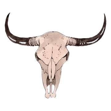 Skull of cow animal isolated. Watercolor background illustration set. Isolated skull illustration element.