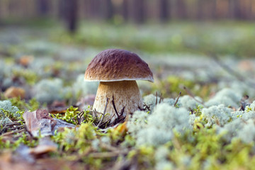 Single mushroom Boletus pinophilus, commonly known as the pine bolete or pinewood king bolete growing in the forest among white and green moss