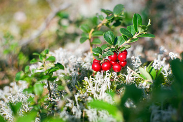 Lingonberry also partridgeberry, mountain cranberry or cowberry (lat. Vaccinium vitis-idaea) shrub...