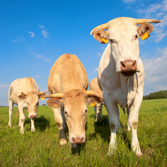 Vache race à viande, élevage en campagne