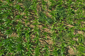 Aerial drone top down view on young green corn plants on cornfield with unwanted weeds.