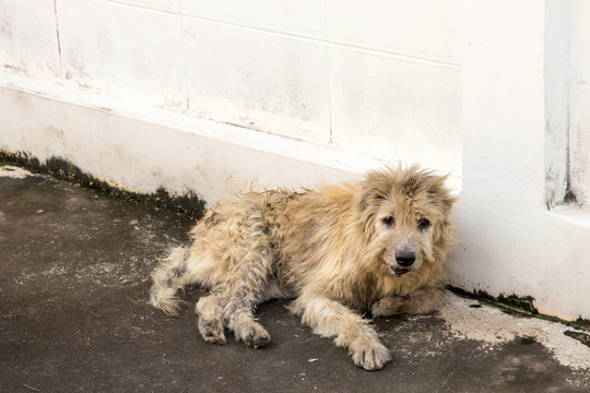Vagrant dog squat outside watching staring at camera. The dog looking at photographer,Stray dog,Homeless dog