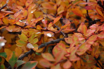 autumn leaves with drops of water
