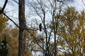 crow on the tree in the park