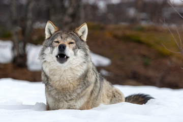 a lone wolf in the winter time