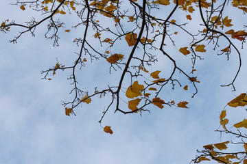 beautiful natural background texture of colorful autumn leaves on tree branches .