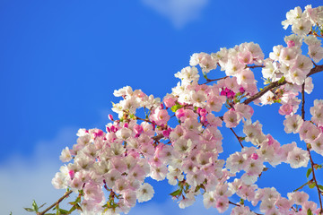 Sakura cherry blossom branch on blue sky background