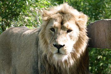 Lion dans un zoo