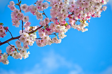 Sakura cherry blossom branch on blue sky background