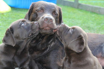 Labrador Welpen