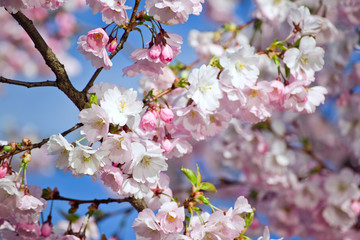 Sakura cherry blossom branch on blue sky background