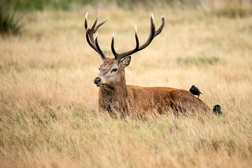 Sutning portrait of red deer stag Cervus Elaphus in Autumn Fall woodland landscape during the rut mating season