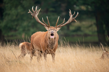 Sutning portrait of red deer stag Cervus Elaphus in Autumn Fall woodland landscape during the rut mating season