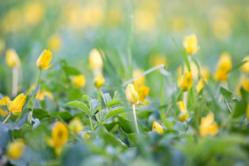 Beautiful spring background with small gentle yellow flowers among fresh green grass