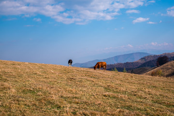 cows grazed on the hills in the country