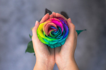 Woman holding hands like heart with rainbow rose inside. Valentine's postcard. Women's day. St....