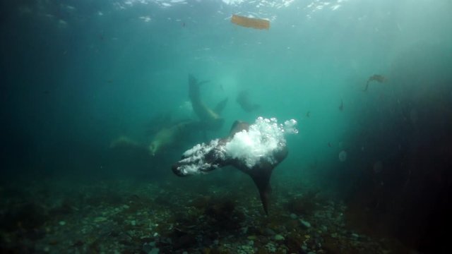 Family of seals underwater of Sea of Okhotsk. Group of northern sea lion marine mammal animal underwater in muddy cold water wild nature. Concept of pinniped animals underwater.