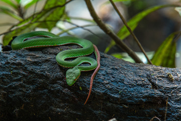 Trimeresurus stejnegeri green bamboo snakes, very toxic and endemic in asia in Thailand.