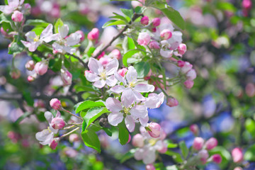 Blooming apple tree (Malus pumila) branch