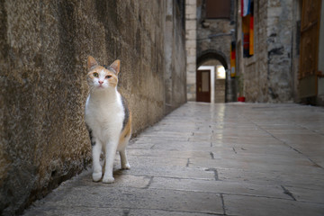 Alley cat walking in the narrow street of old town
