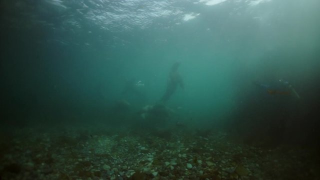 Sea lion mammal animal underwater in muddy water of Sea of Okhotsk. Group of Seals underwater of Sea of Okhotsk. Family seals of wild nature. Concept of pinniped animals underwater.
