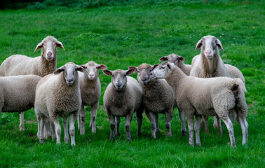 Schafe (Ovis) auf einer Wiese