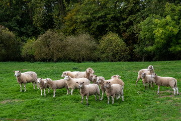 Obraz na płótnie Canvas Schafe (Ovis) auf einer Wiese