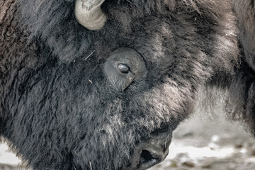 Bison © Michal
