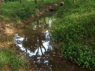 stream in nature park Thailand