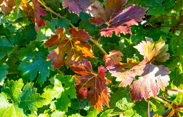 Closeup of Colorful Merlot Red Wine Grape Leaves in Autumn