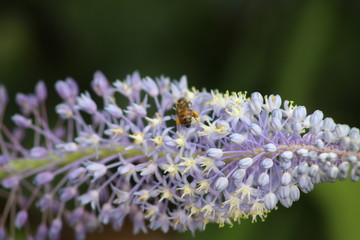 bee on flower