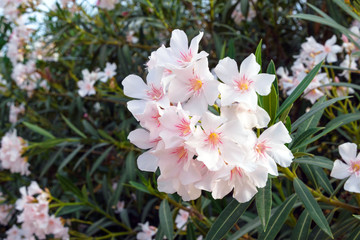 Nerium is a beautiful poisonous flowering perennial plant with pink flowers. Tropical plant on a...