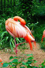 A bright pink flamingo stands on one leg in a zoo.