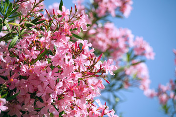 Pink oleander (Nerium) branches at blue sky background