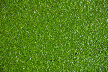 Green background - Duckweed or Lemnoideae