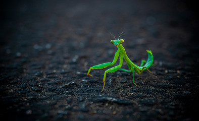 Green Mantis close up macro shot on a leaf
