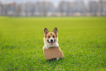 cute a ginger Corgi dog puppy sits outside on the green grass with a blank sign for the inscription on its neck