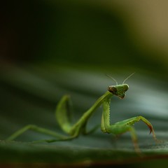 Mantis green close up macro shot on a leaf