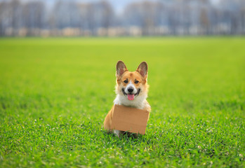 cute a red haired Corgi dog puppy sits outside on the green grass with a blank sign for the inscription on his neck and smiles