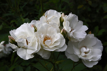 Roses blanches